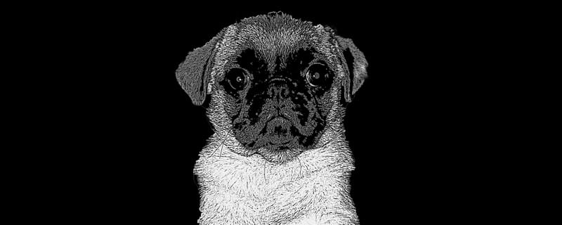 THE PUG