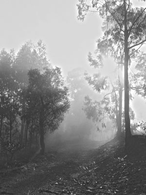 LIGHT AND MYST BNW