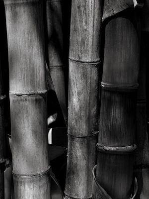 BAMBU 7690 PB