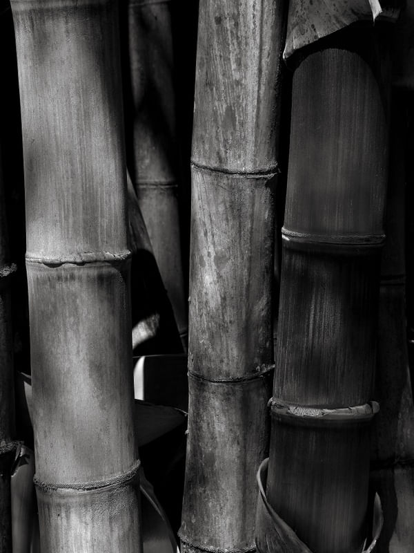 BAMBU 7690 PB