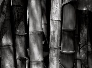 BAMBU 7691 PB