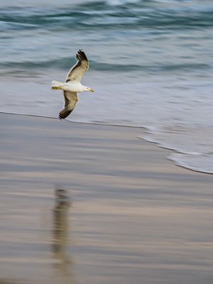 RASANTE DA GAIVOTA