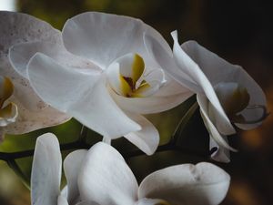 ORQUÍDEA BRANCA2