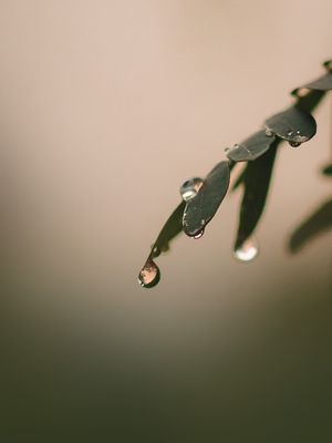 NATURAL RAINDROP