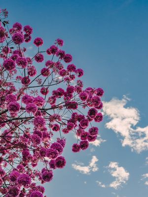IPÊ ROSA COM CÉU AZUL