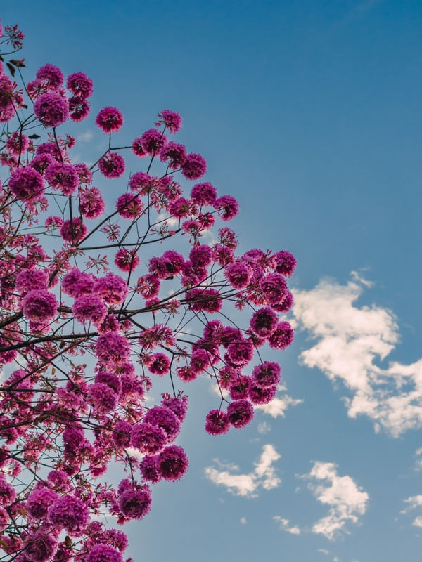 IPÊ ROSA COM CÉU AZUL