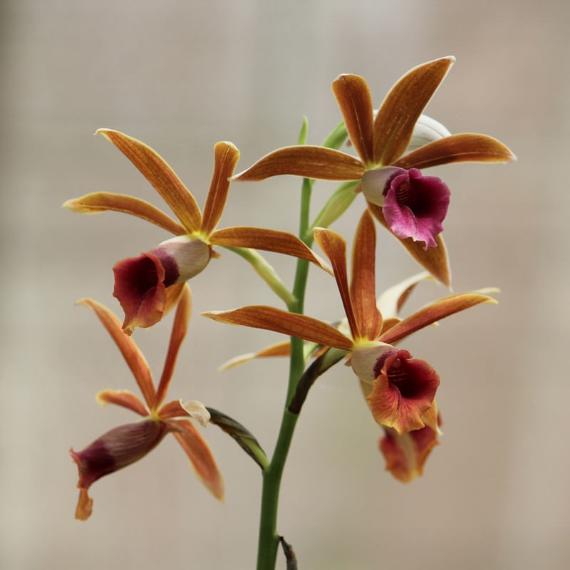 DENDROBIUM MILOTRILAMELLATUM