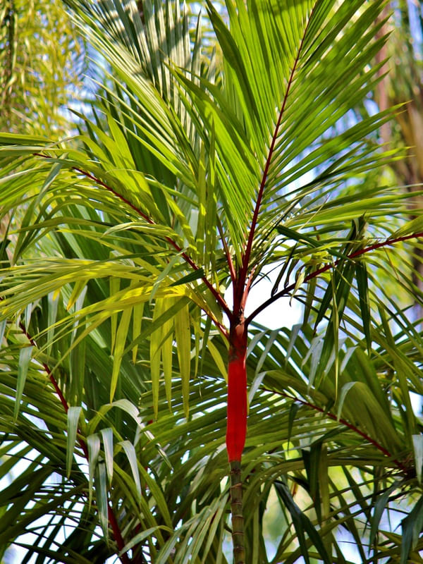 CYRTOSTACHYS RENDA