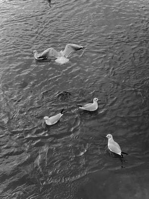 GAIVOTAS EM RIJEKA