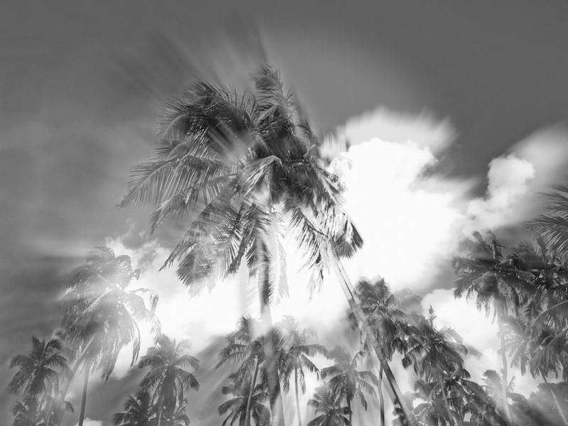 PARAISO DOS COQUEIRAIS