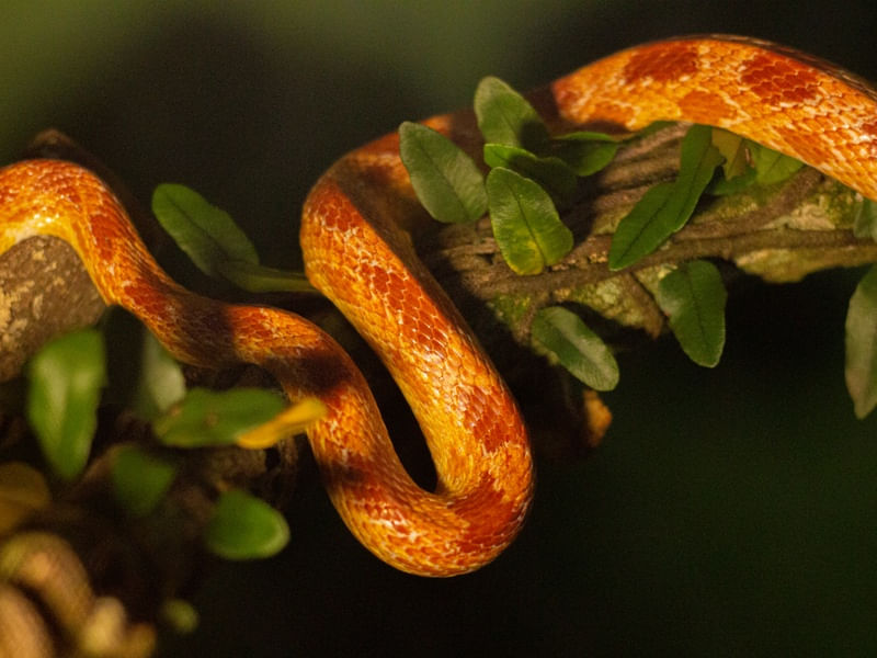 CORN SNAKE