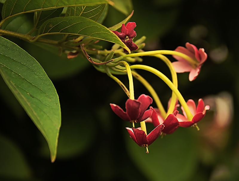 BELEZA NATIVA