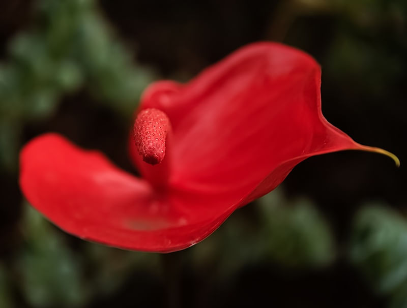 VERMELHO NATIVO