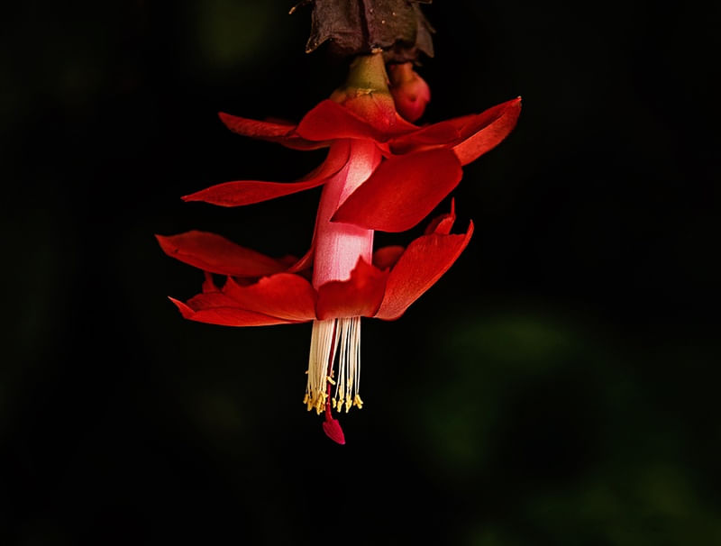 BAILARINA DA NATUREZA