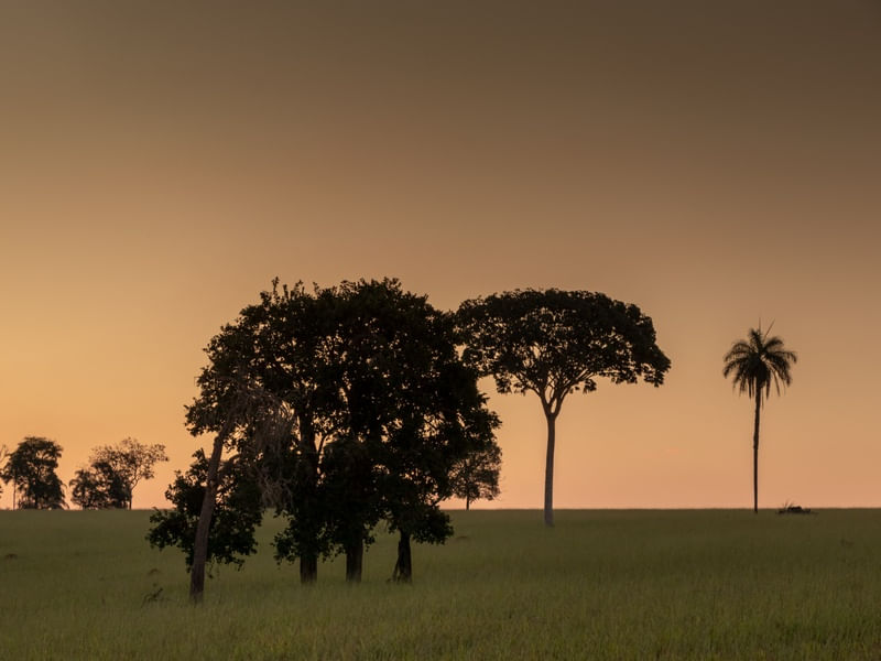 ÁRVORES NO CAMPO COM O CREPÚSCULO