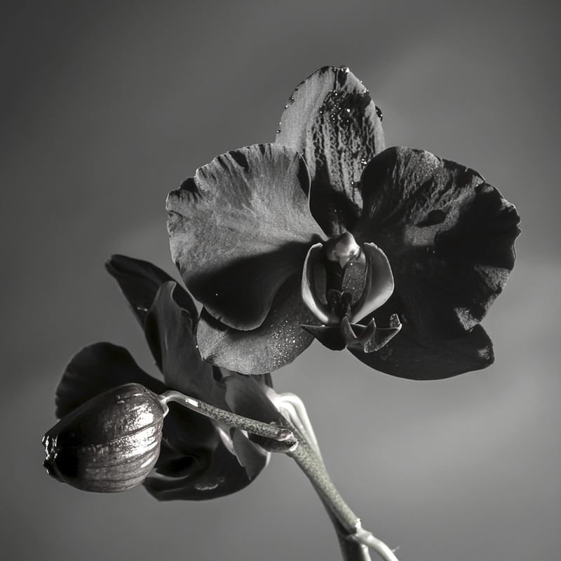 ORQUÍDEA NEGRA