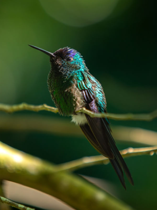 BEIJA-FLOR TESOURA DE CABEÇA VIOLETA