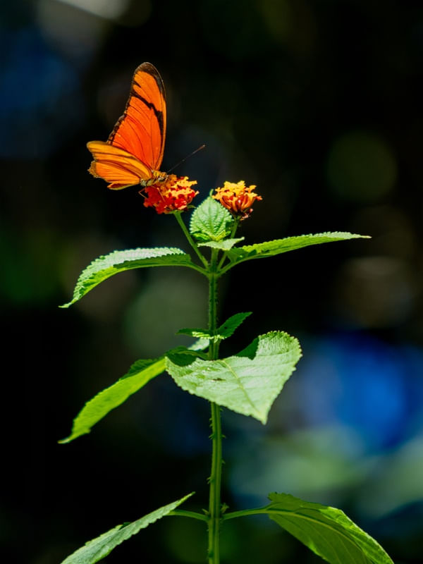 BUTTERFLY VIDA