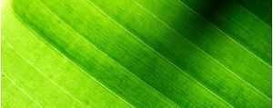 VERDE LUMINOSO TRÍPTICO 1