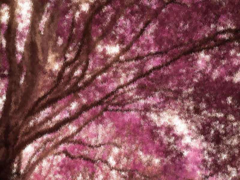 PRIMAVERA ROSADA