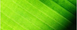 VERDE LUMINOSO TRÍPTICO 2
