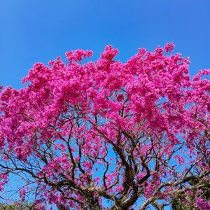 IPÊ ROSA 014