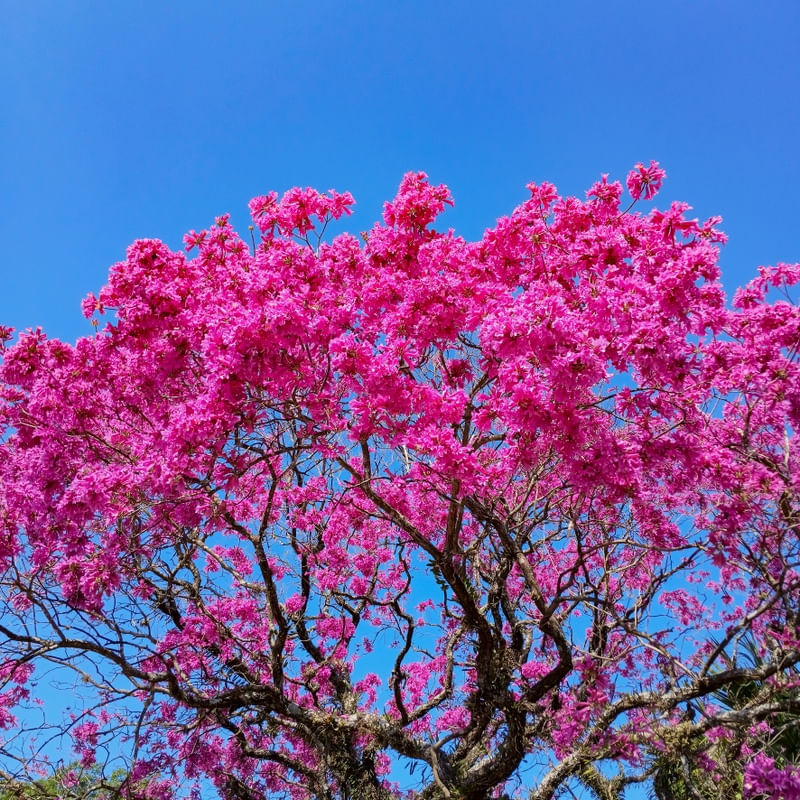 IPÊ ROSA 014