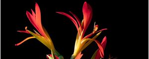 FLORA TRÍPTICO 1