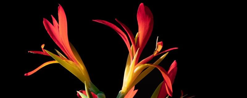 FLORA TRÍPTICO 1