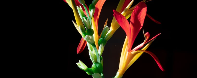 FLORA TRÍPTICO 2