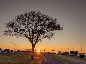 ÁRVORE COM PÔR DO SOL EM BRASÍLIA