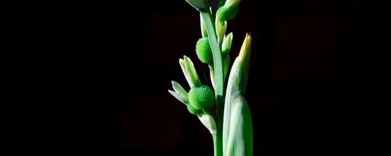 FLORA TRÍPTICO 3