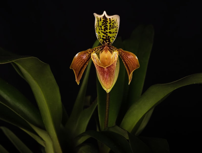 PAPHIOPEDILUM MONSIER DE CURT
