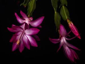 FLOR DE MAIO LILAS