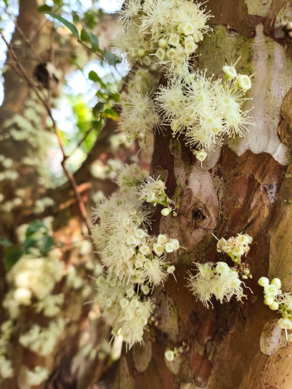 FLOR DE JABUTICABA 2