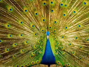 PAVO CRISTATUS