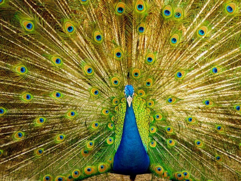 PAVO CRISTATUS