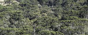 FLORESTA DE ARAUCÁRIAS - CAMPOS DO JORDÃO