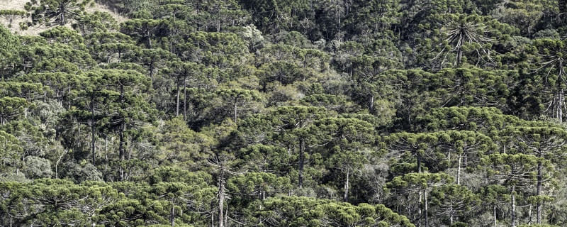 FLORESTA DE ARAUCÁRIAS - CAMPOS DO JORDÃO