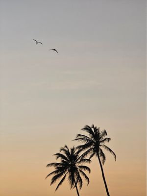 COQUEIROS E VOOS