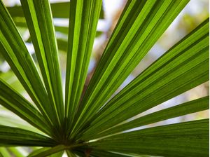 FOLHAGEM TROPICAL 8014