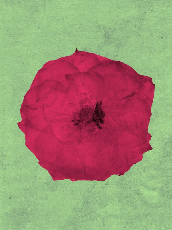 FLOR NA PAREDE POR PRICA GUIMARÃES