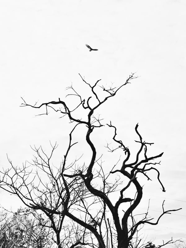 SILHUETA DE ÁRVORE SECA MINIMALISTA