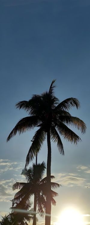 PALMEIRAS NO CÉU AZUL