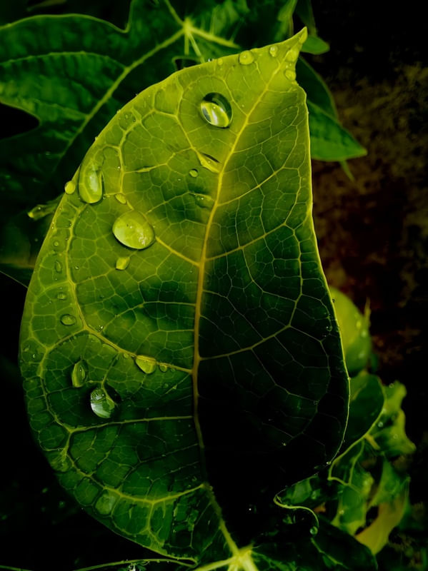 FOLHA COM GOTAS DE CHUVA 2