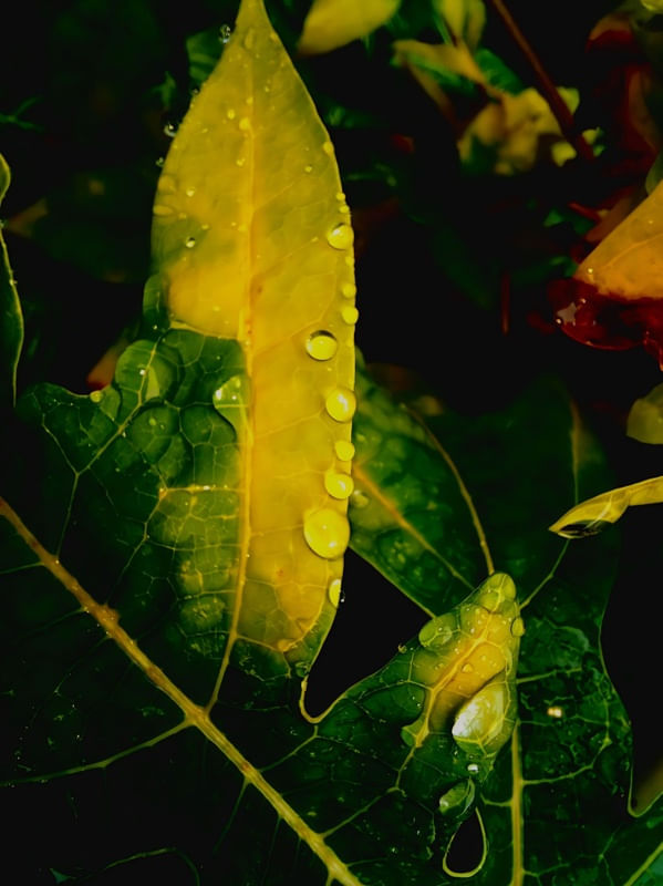 FOLHA COM GOTAS DE CHUVA 3