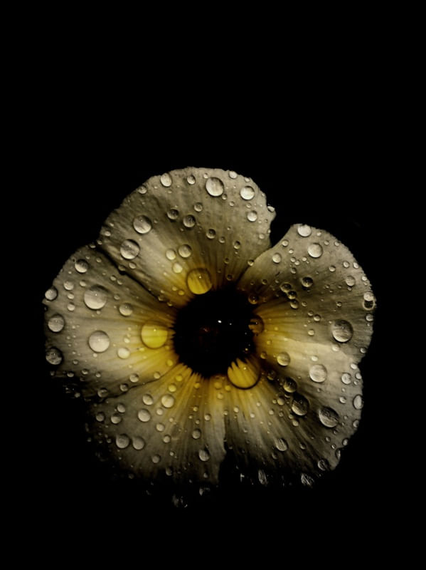 ONZE-HORAS BRANCA COM GOTAS DE CHUVA