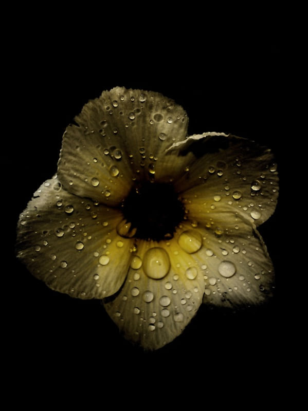 ONZE-HORAS BRANCA COM GOTAS DE CHUVA 2
