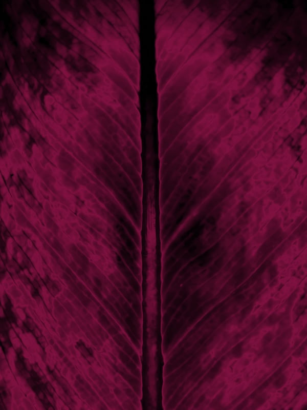 FOLHA MAGENTA 1