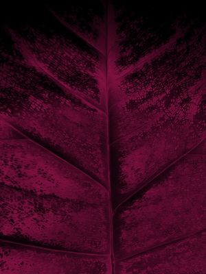 FOLHA MAGENTA 3